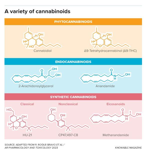 CANNABIS À TOUS LES ÉTAGES-1