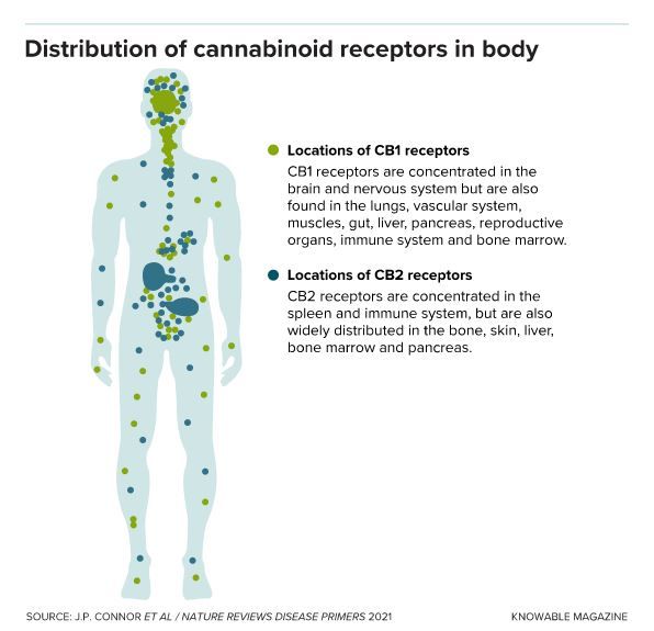 CANNABIS À TOUS LES ÉTAGES