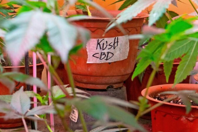 Cannabis cultivé chez soi - l’Europe ne dit pas non