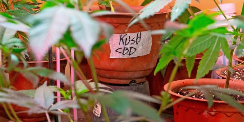 Cannabis cultivé chez soi - l’Europe ne dit pas non