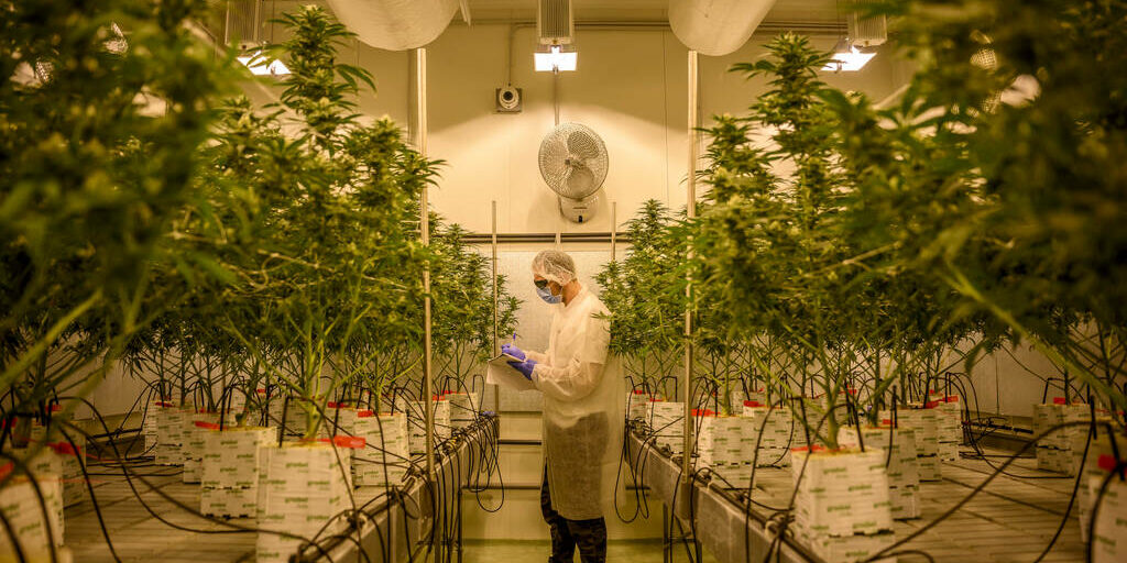 Cannabis-medical-Les-questions-liees-aux-produits-et-a-leur-fourniture-nont-toujours-pas-ete-reglees