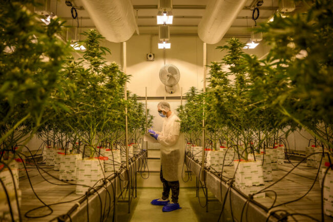 Cannabis-medical-Les-questions-liees-aux-produits-et-a-leur-fourniture-nont-toujours-pas-ete-reglees