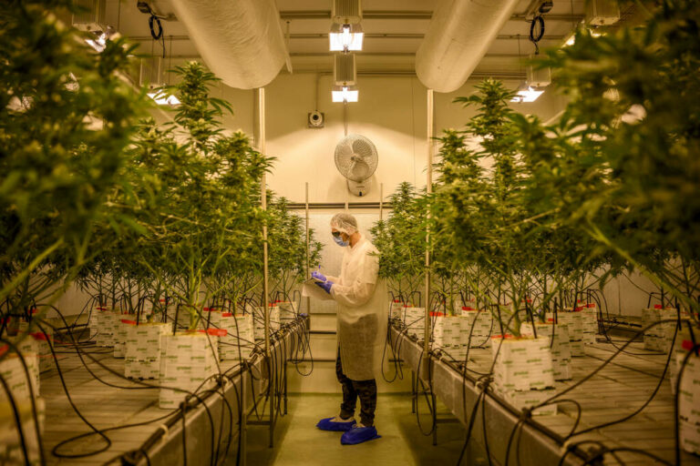 Cannabis-medical-Les-questions-liees-aux-produits-et-a-leur-fourniture-nont-toujours-pas-ete-reglees