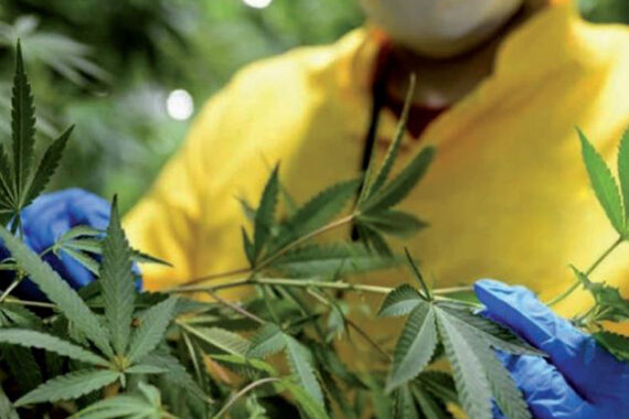 Cannabis médical - un potentiel mondial de 800 milliards dh