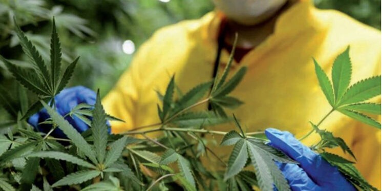 Cannabis médical - un potentiel mondial de 800 milliards dh