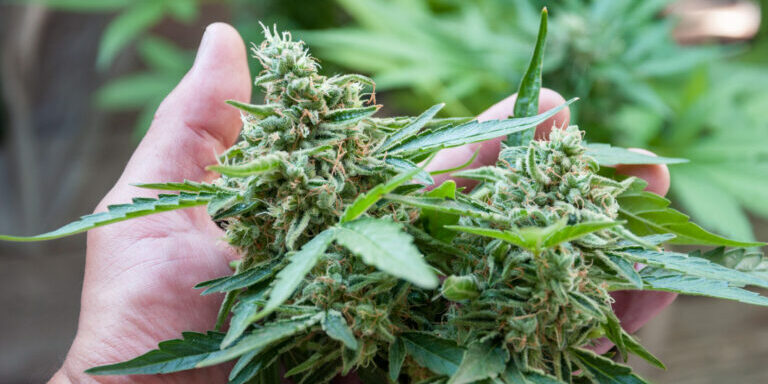 Cannabis - tout doit être consommé, parole de l'ONU