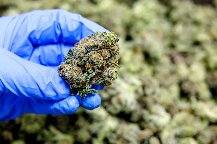 L’Allemagne se rapproche de la légalisation du cannabis