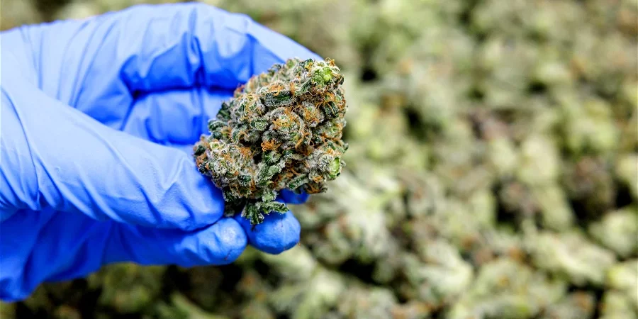 L’Allemagne se rapproche de la légalisation du cannabis