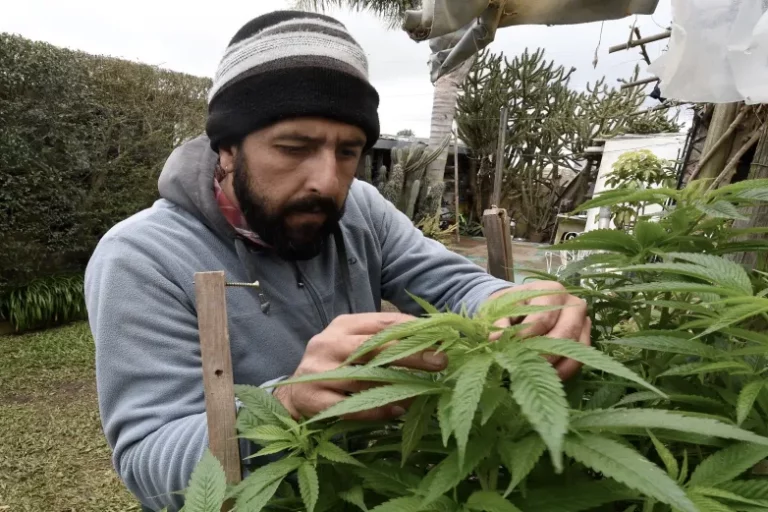 Le-Maroc-inaugure-sa-premiere-usine-de-cannabis-pour-les-industries-alimentaires-et-medicales