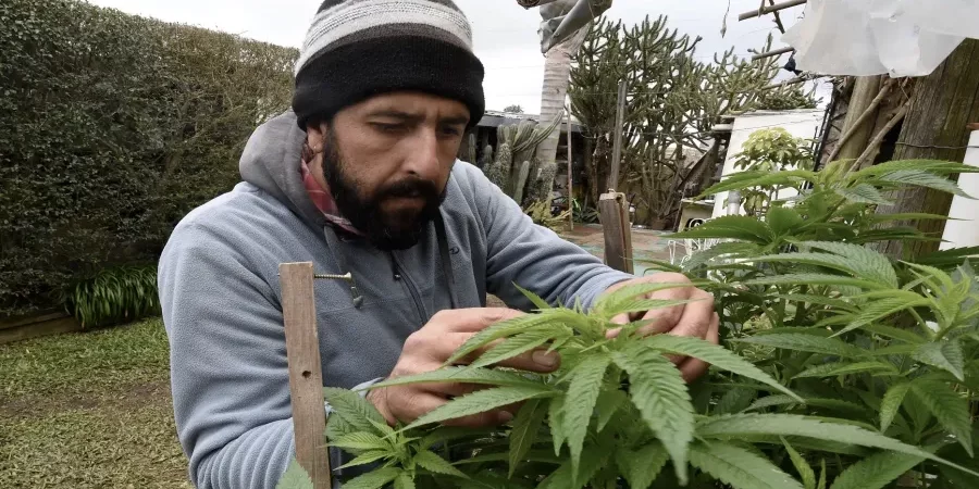 Le-Maroc-inaugure-sa-premiere-usine-de-cannabis-pour-les-industries-alimentaires-et-medicales