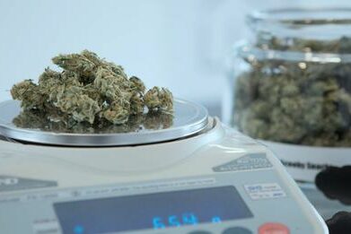 Le cannabis est sûr et efficace dans le traitement des maladies chroniques graves