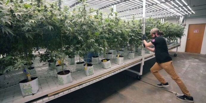 Légaliser le cannabis