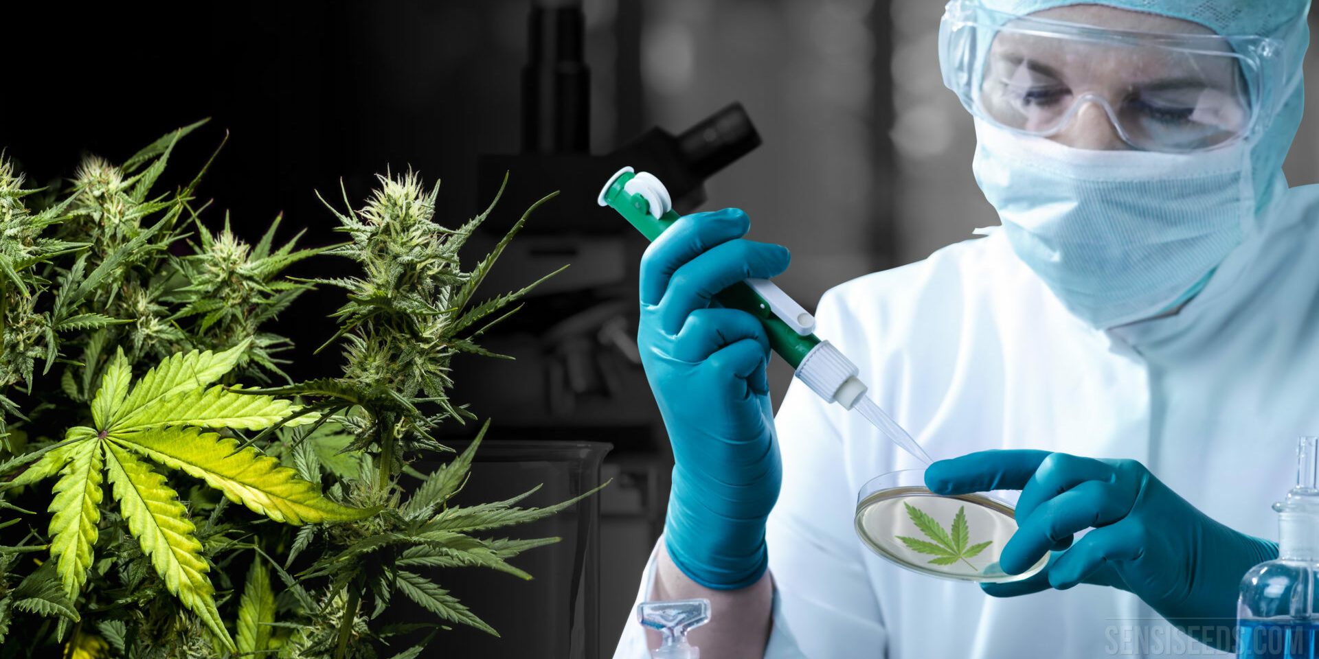 Les hauts et les bas scientifiques des cannabinoïdes