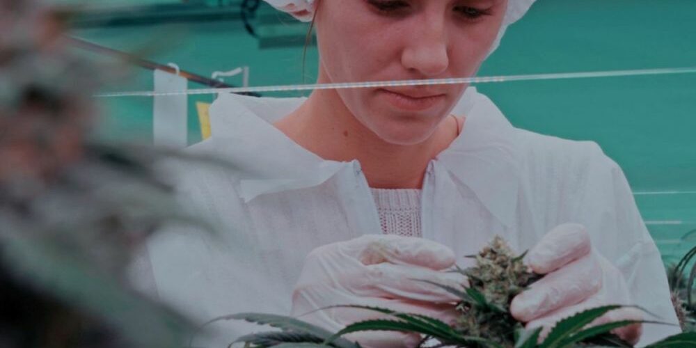 Overseed - le cannabis à des fins pharmaceutiques