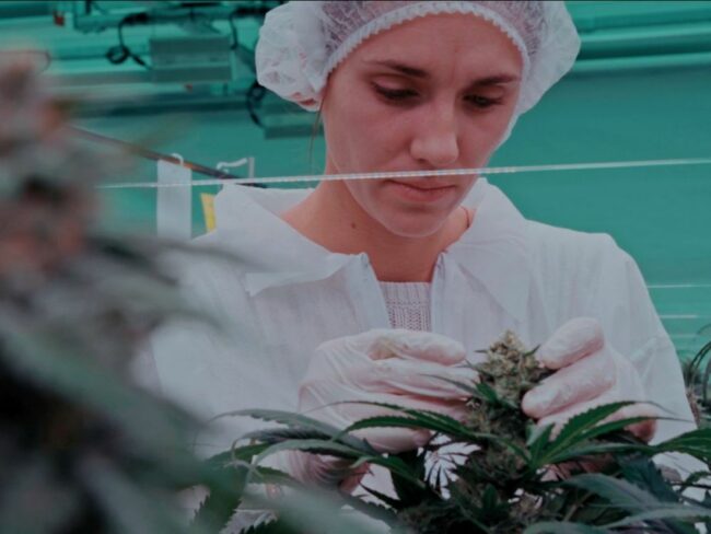 Overseed - le cannabis à des fins pharmaceutiques