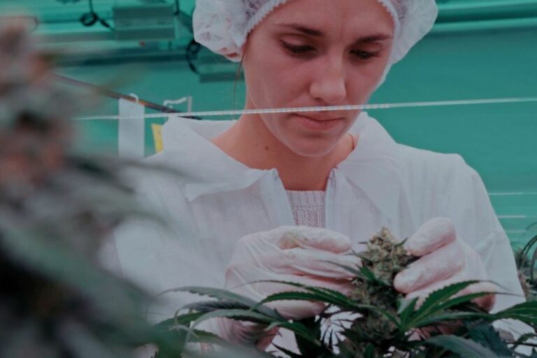 Overseed - le cannabis à des fins pharmaceutiques