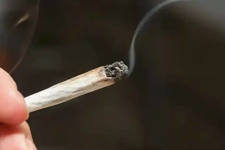 Cannabis : Un nombre croissant de consommateurs canadiens s'approvisionnent sur le marché légal