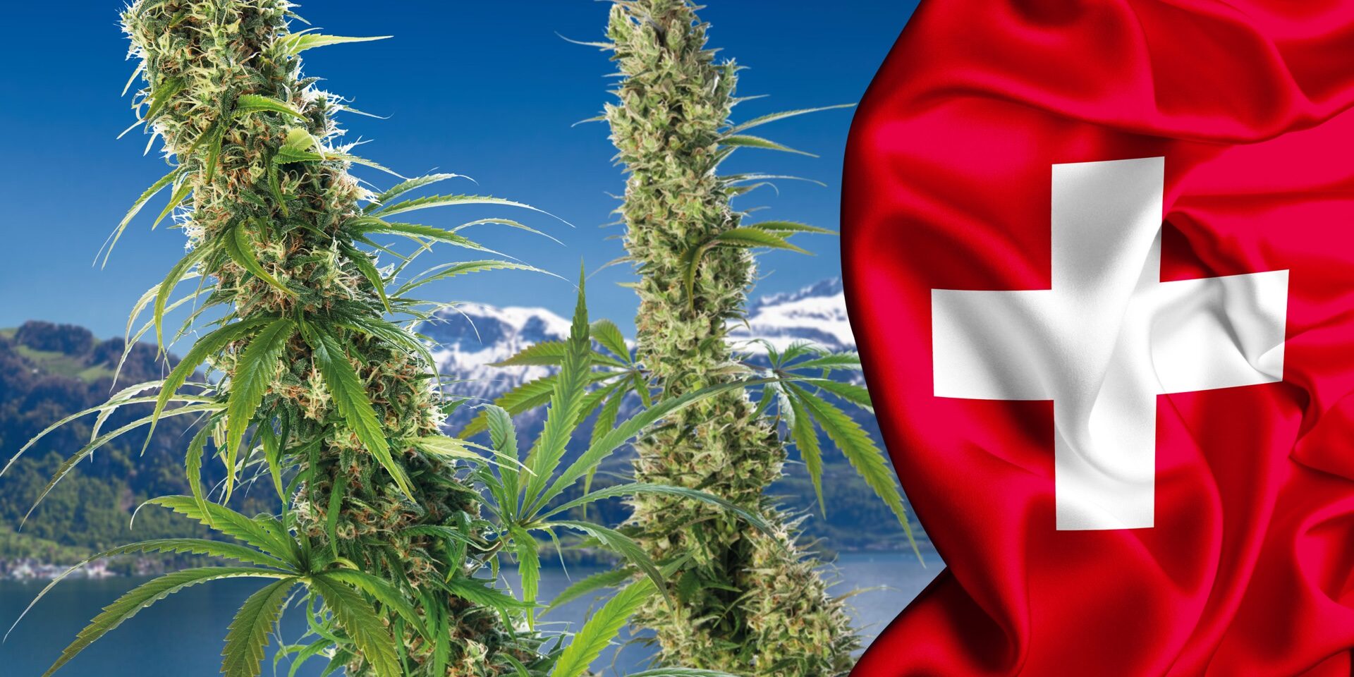 Zurich cannabis responsable