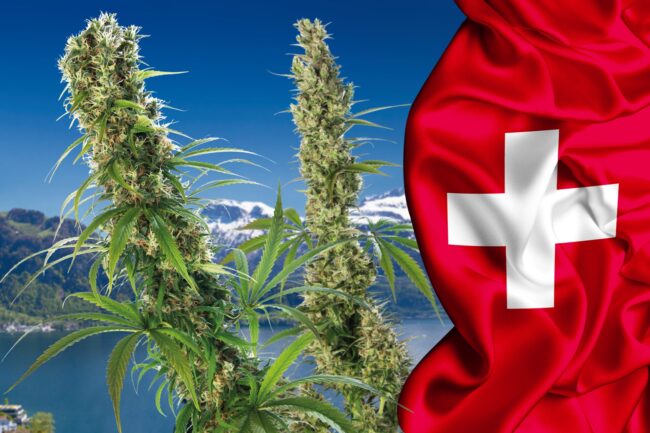 Zurich cannabis responsable