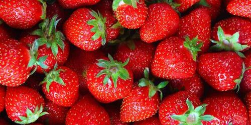 Le CBD prolonge efficacement la durée de conservation des fruits frais