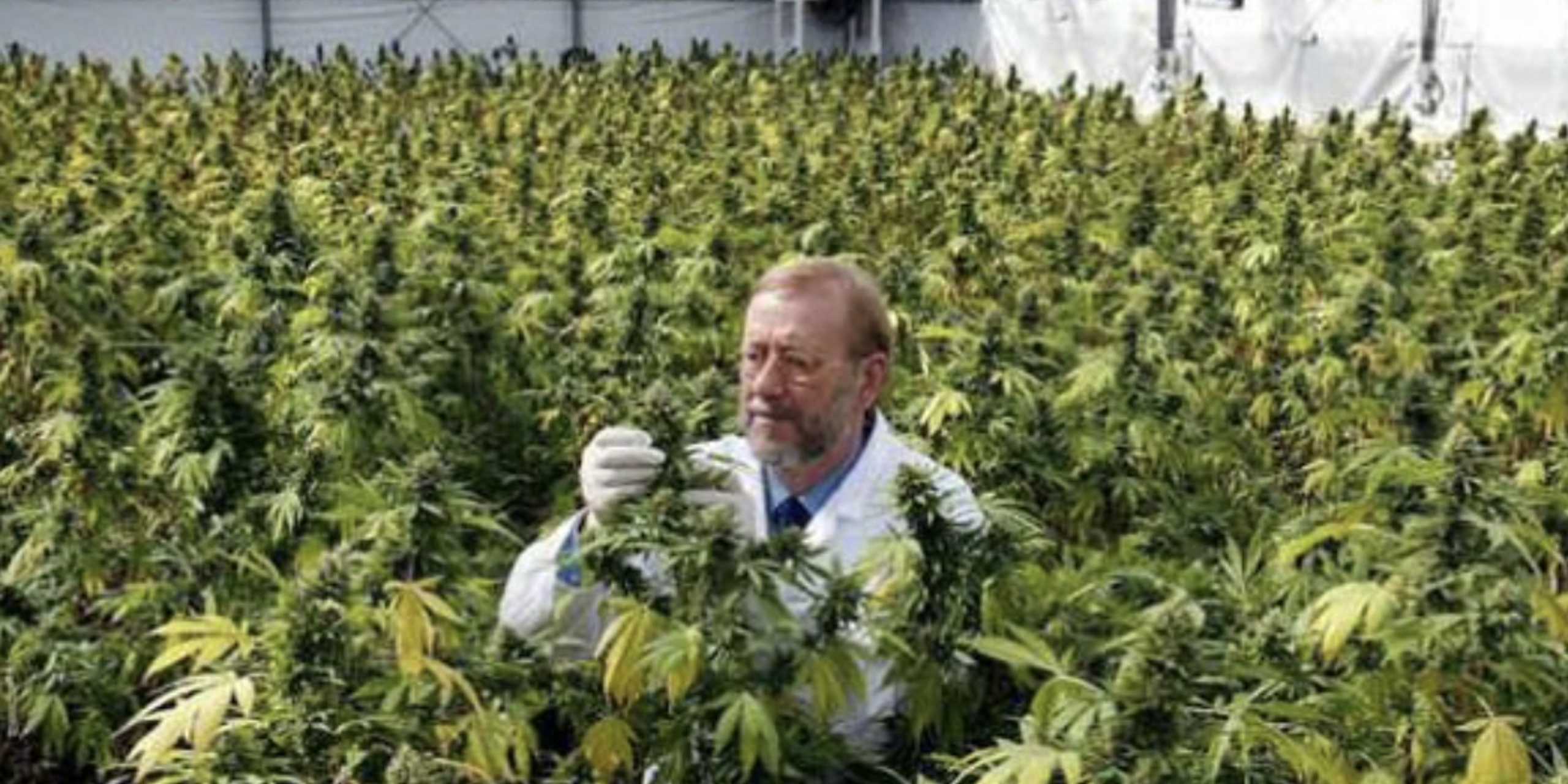 James Burton- Marijuana