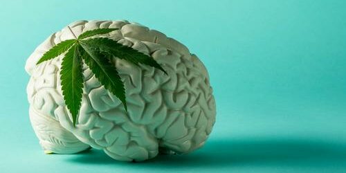 Le cannabis contre les tumeurs cérébrales