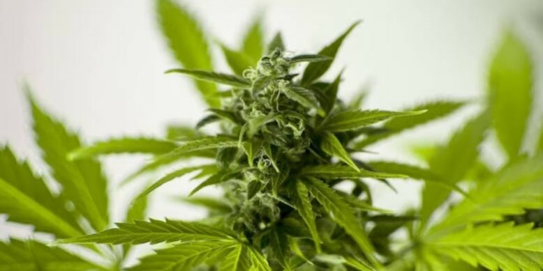 Le cannabis devrait redevenir illégal en Thailande