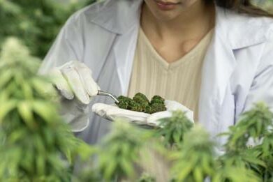 Le cannabis médicinal associé à des améliorations