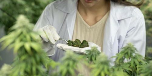 Le cannabis médicinal associé à des améliorations significatives et durables de la santé Le cannabis médicinal associé à des améliorations