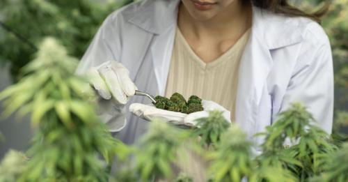 Le cannabis médicinal associé à des améliorations