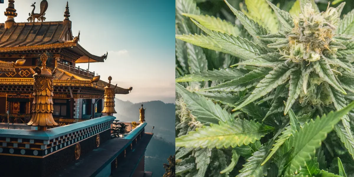 Népal-cannabis médical