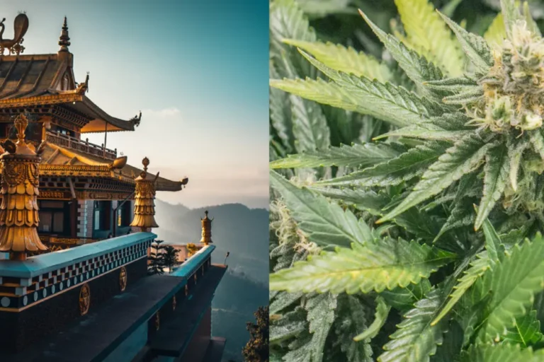 Népal-cannabis médical