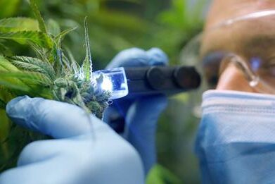 Que sont les cannabinoïdes ?