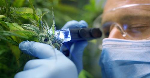 Que sont les cannabinoïdes ?