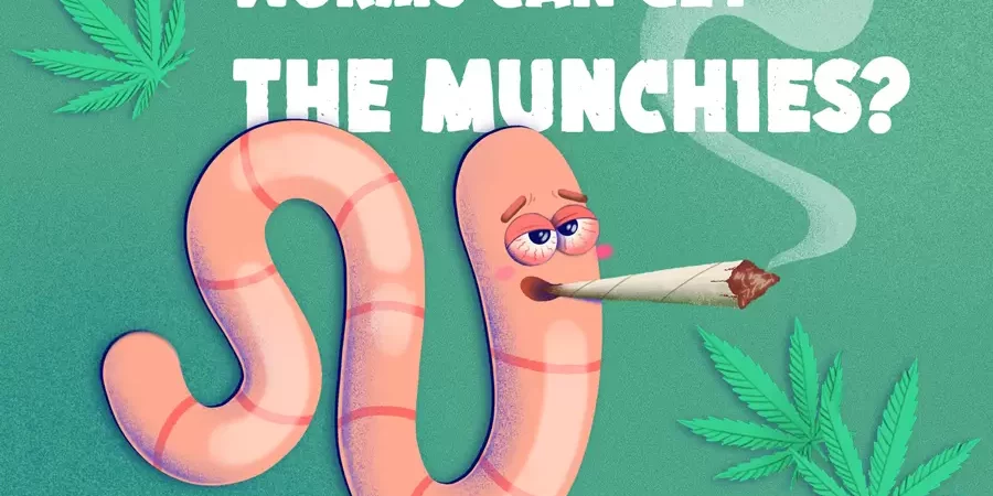 les vers nourris aux cannabis veulent de gaver d'aliments riches en protéines