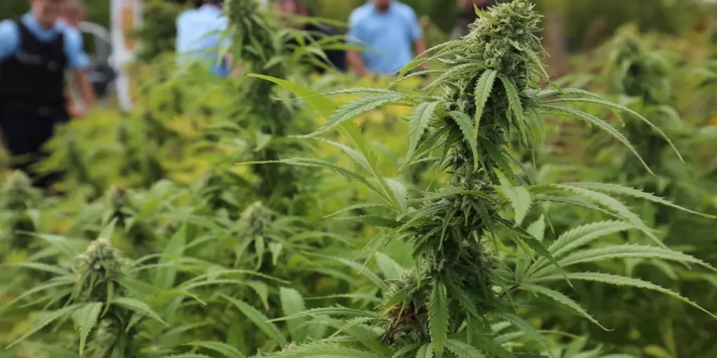 Cannabis - Gil Avérous candidat pour expérimenter une filière locale de légalisation à Châteauroux