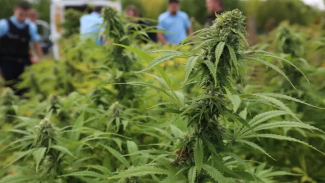 Cannabis - Gil Avérous candidat pour expérimenter une filière locale de légalisation à Châteauroux