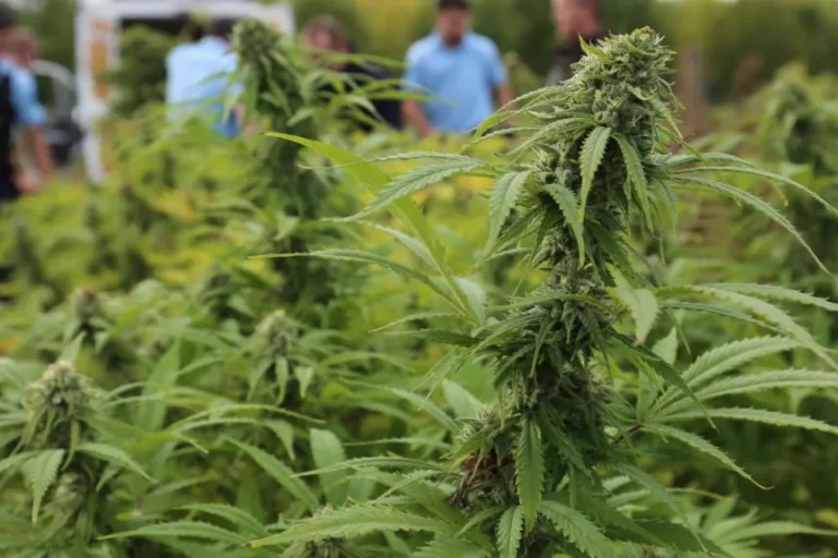 Cannabis - Gil Avérous candidat pour expérimenter une filière locale de légalisation à Châteauroux