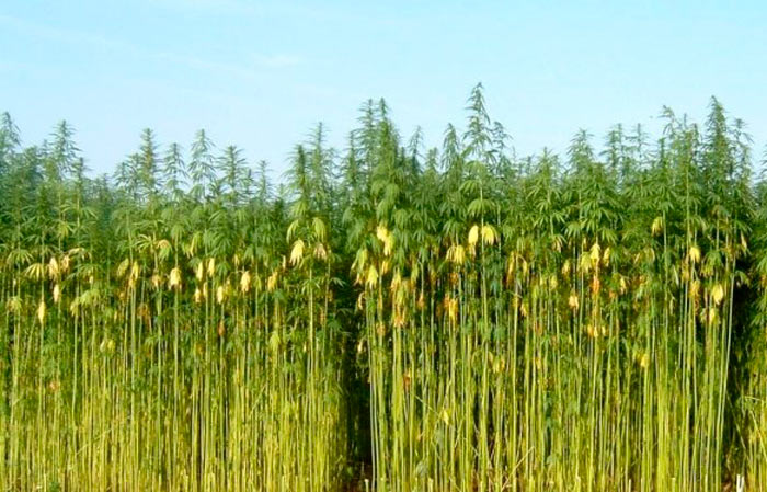 Cannabis : la médecine du peuple