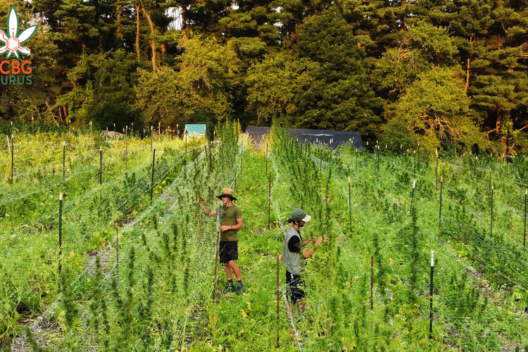 Cannabis & permaculture