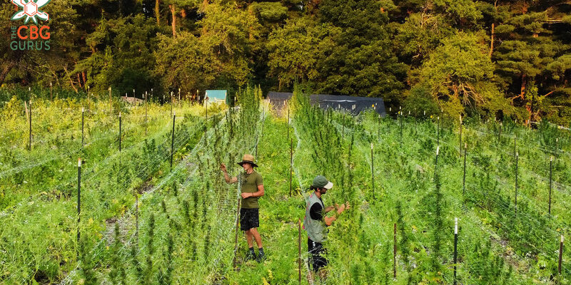 Cannabis & permaculture