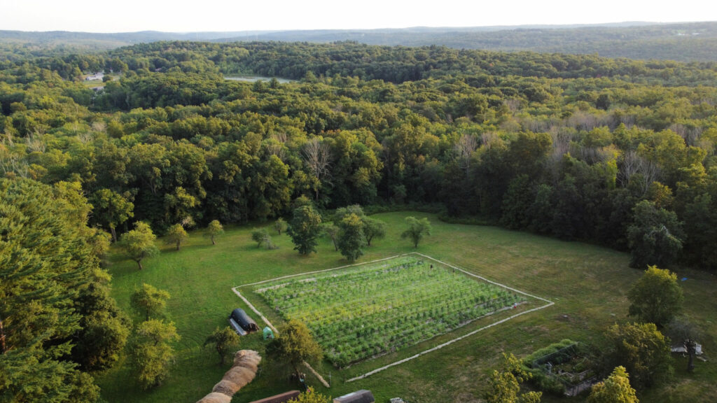 cannabis et permaculture