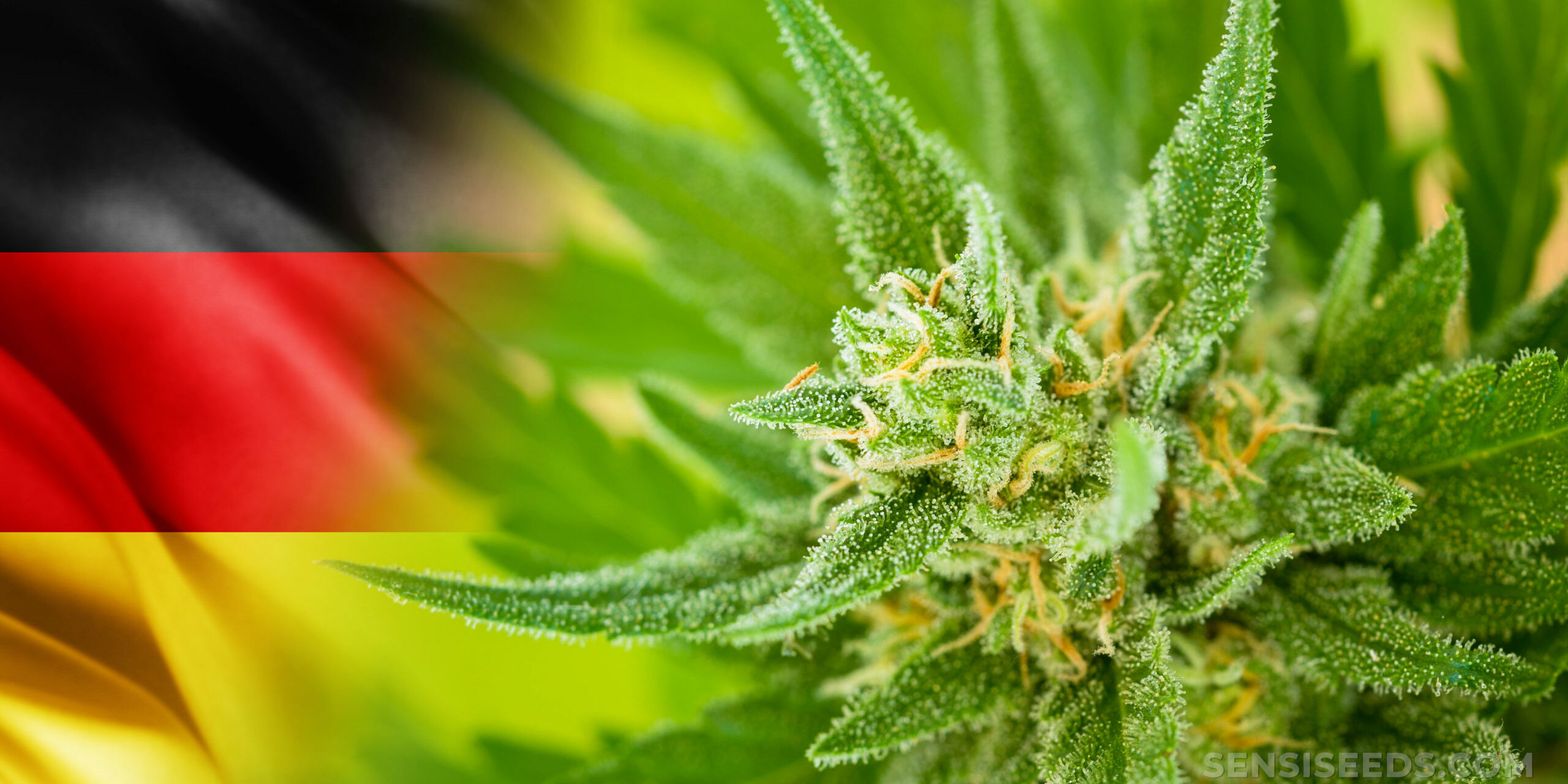 Cannabis-in-Germany-scaled Cannabis - Allemagne