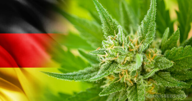 Cannabis - Allemagne