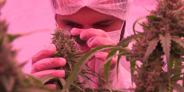 Cannabis médical – Centre Val de Loire Cannabis médical - Centre Val de Loire