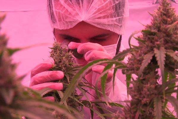 Cannabis médical - Centre Val de Loire