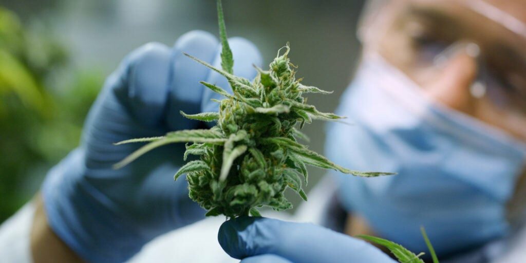 Légalisation du cannabis en France