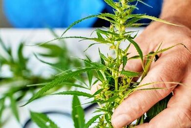 Cannabis-Hop Laten Viroid