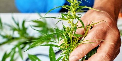 Cannabis-Hop Laten Viroid