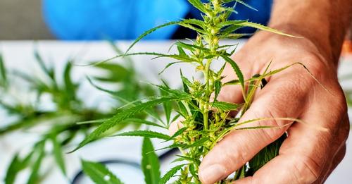 Cannabis-Hop Laten Viroid